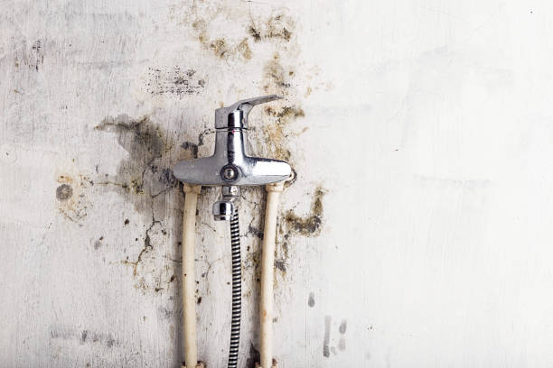 Best Mold Damage Repair  in Netcong, NJ
