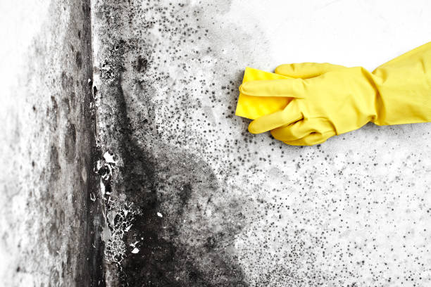 Best Commercial Mold Removal  in Netcong, NJ