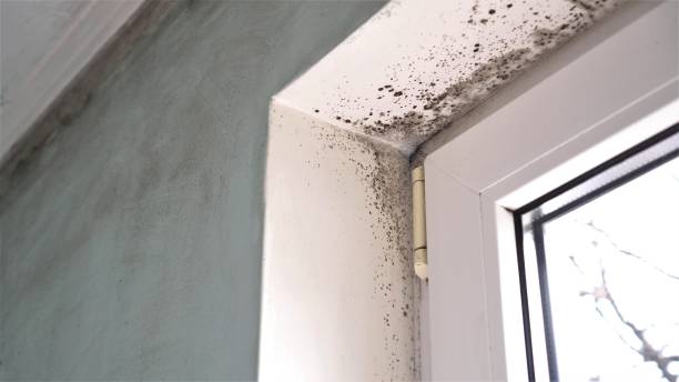 Best Toxic Mold Removal  in Netcong, NJ