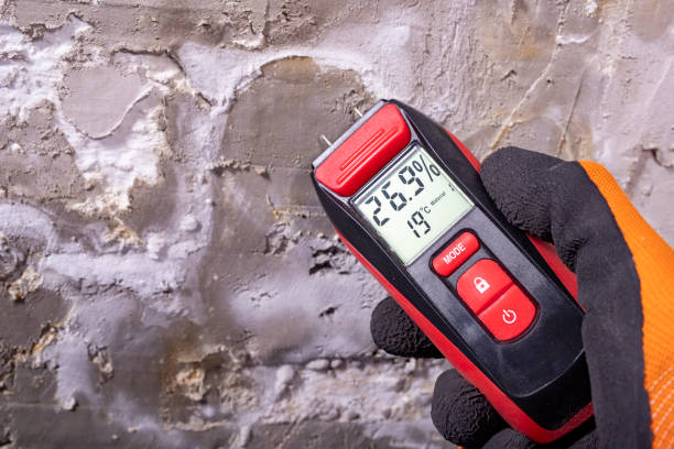 Best Toxic Mold Removal  in Netcong, NJ