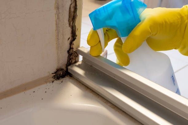 Best Fast Mold Removal  in Netcong, NJ