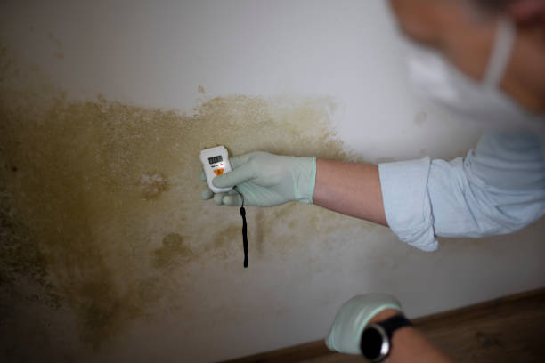 Certified Mold Removal in Netcong, NJ
