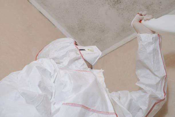 Best Black Mold Removal  in Netcong, NJ