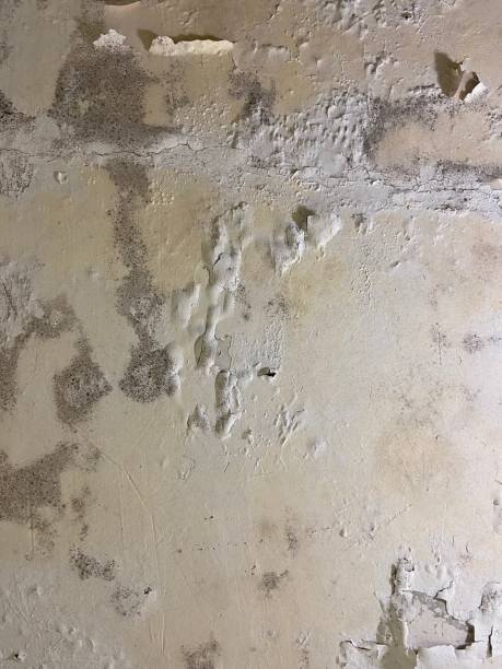 Best Mold Damage Repair  in Netcong, NJ