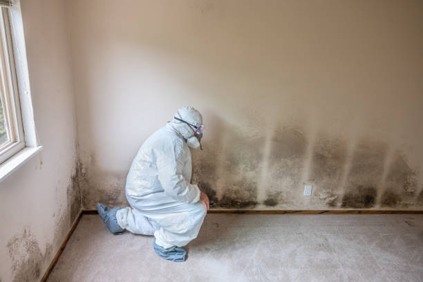 Best Residential Mold Removal  in Netcong, NJ