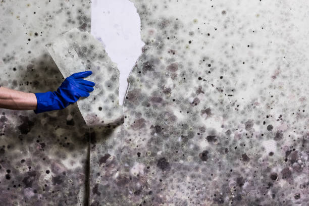 Best Home Mold Removal  in Netcong, NJ